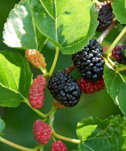 Mulberry-leaf-extract