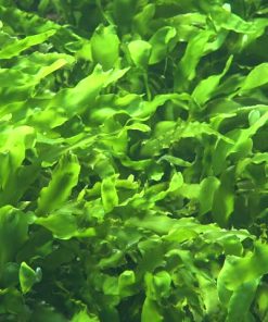 seaweed-extract