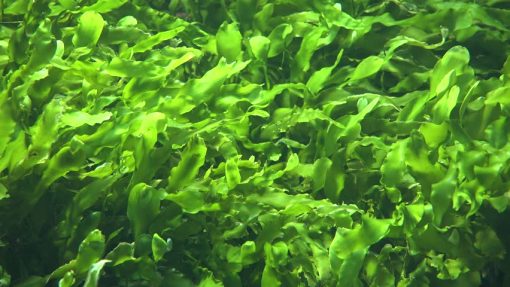 seaweed-extract