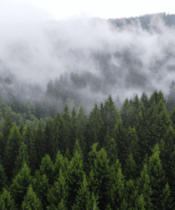 chiet-xuat-thong-do-chiet-xuat-thien-nhien-trong-my-pham