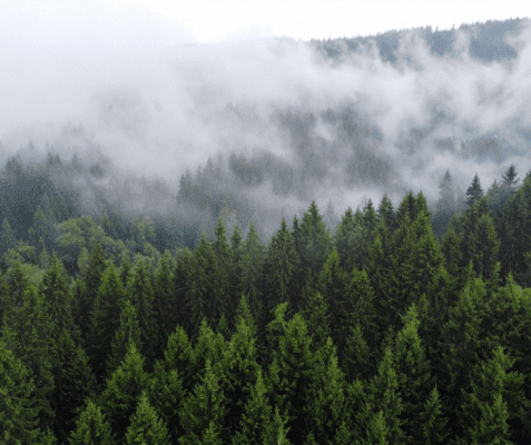 chiet-xuat-thong-do-chiet-xuat-thien-nhien-trong-my-pham