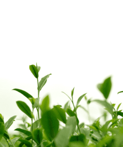 chiet xuat trà xanh