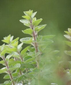 Cây Oregano – nguyên liệu Chiết xuất Hương Nhu