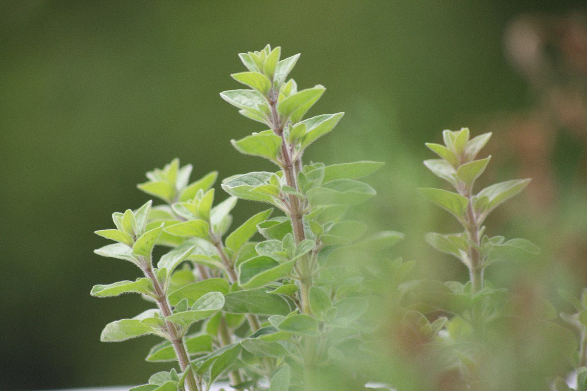 Cây Oregano – nguyên liệu Chiết xuất Hương Nhu Cây Oregano – nguyên liệu Chiết xuất Hương Nhu