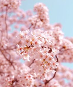 Hoa anh đào – cảm hứng Hương Cherry Blossom