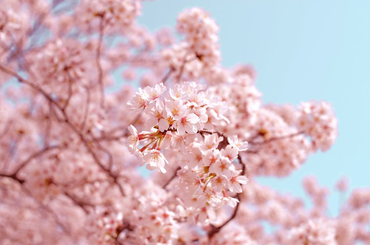 Hoa anh đào – cảm hứng Hương Cherry Blossom Hoa anh đào – cảm hứng Hương Cherry Blossom