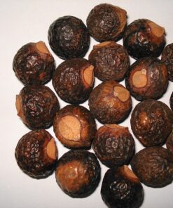 Quả bồ hòn – nguyên liệu Chiết xuất Bồ Hòn