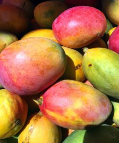 Quả xoài – cảm hứng Hương Xoài